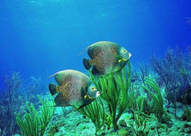 環(huán)境影響評(píng)價(jià)、排污許可證、應(yīng)急預(yù)案